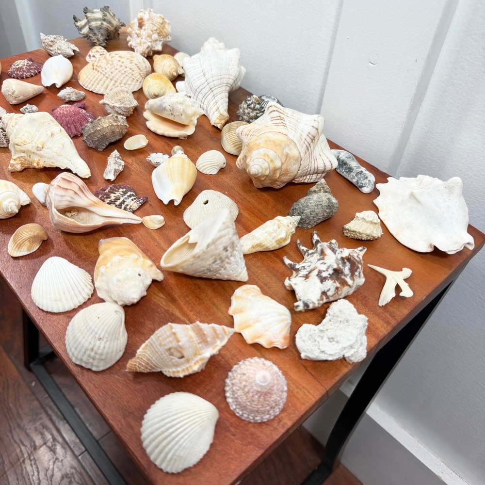 Large Assorted Sea Shell Collection Natural Conch Scallop Whelk Beach Decor Lot - Picture 14 of 16